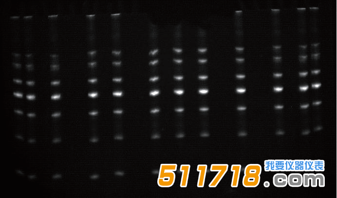 電泳儀.png 電泳儀.png